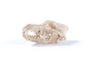 Image description is not available for 1997.1.24